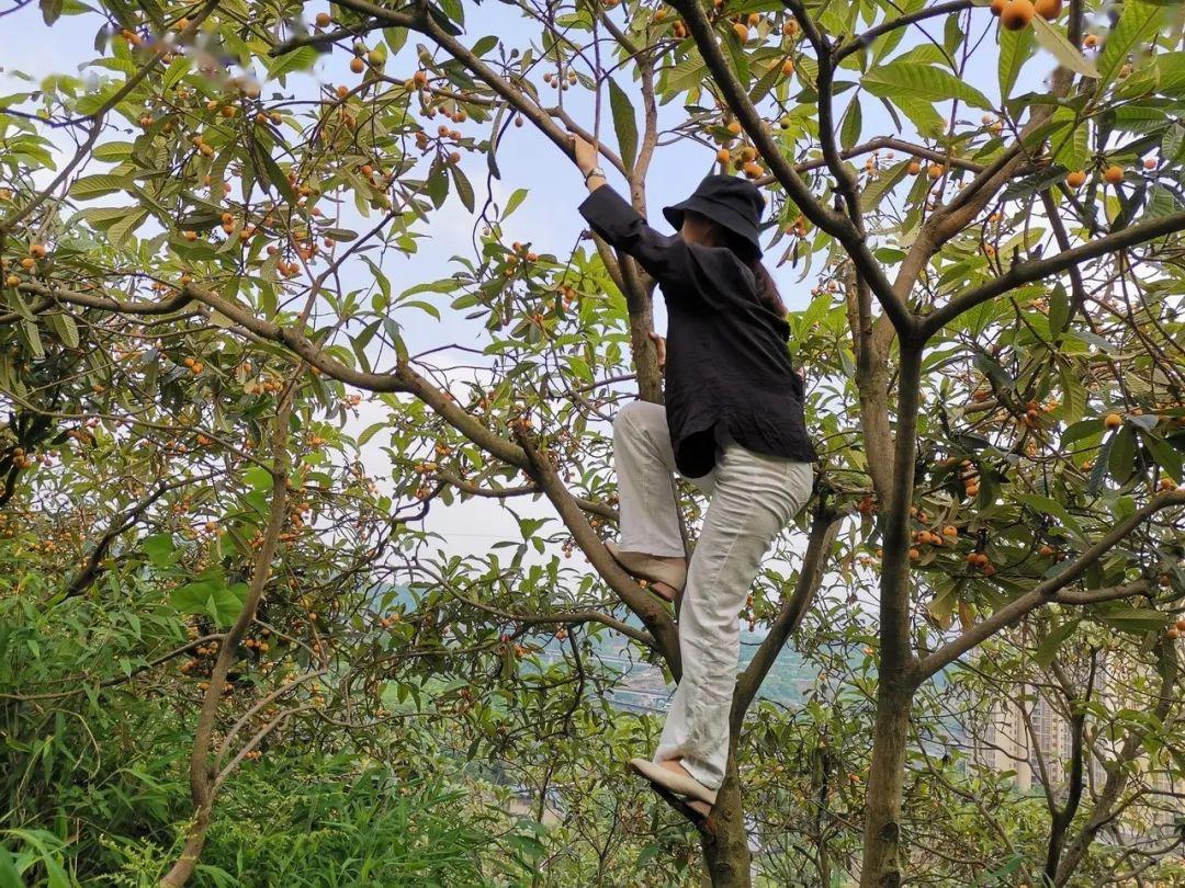 初夏盛宴，品味枇杷的甘甜与养生之道