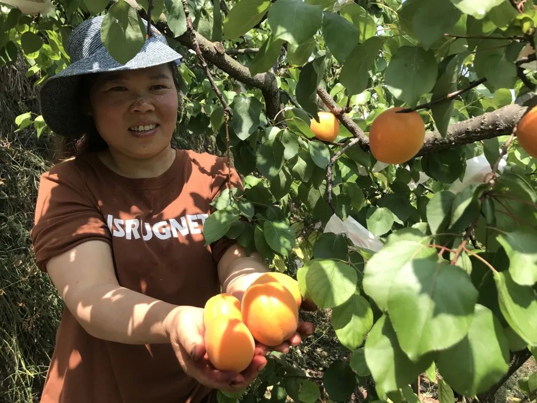 杏子肥，美味与文化的交融探索