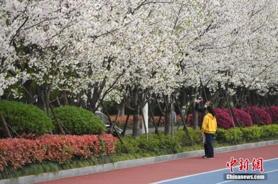 杭州樱花盛开，春季潮流由它引领