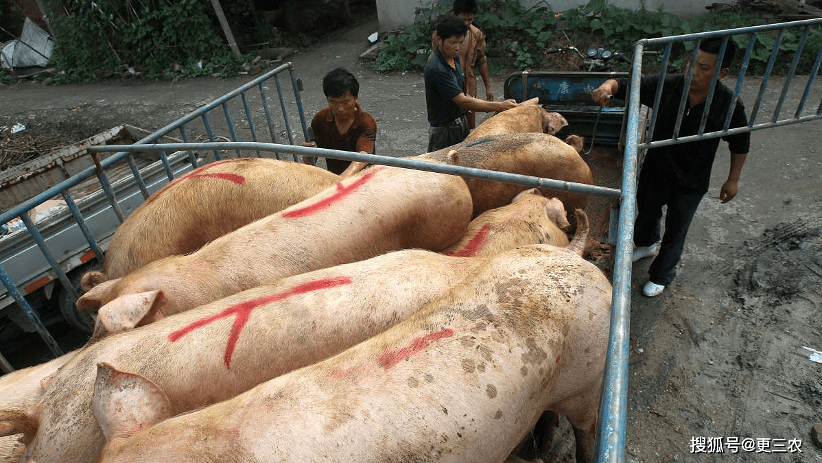 全球猪肉疫情最新动态，防控与应对策略解析