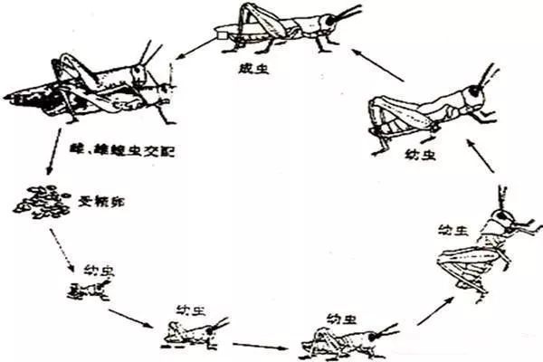 全球视野下的沙漠蝗虫灾害演变及最新轨迹分析