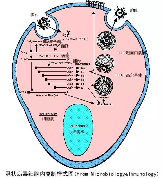 肺炎最新全面汇总报告，关键信息与数据概览