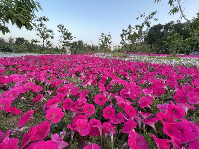 花海视频最新动态，视觉盛宴的无限探索