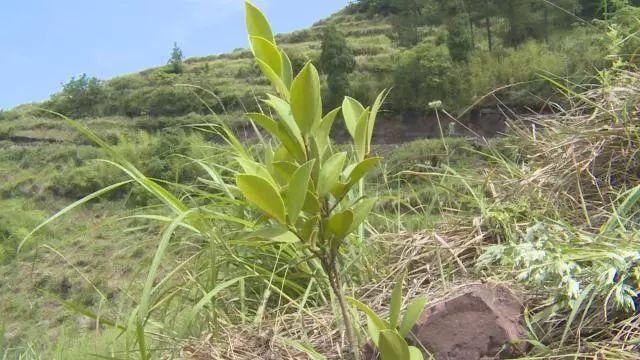 外包最新协议发展深度洞察，行业影响与趋势展望