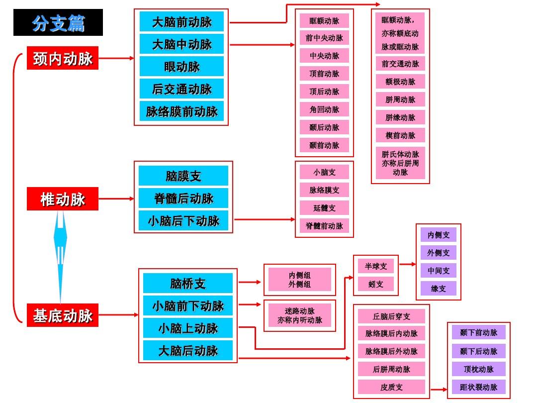 医学前沿揭秘，动脉最新分支探索揭秘