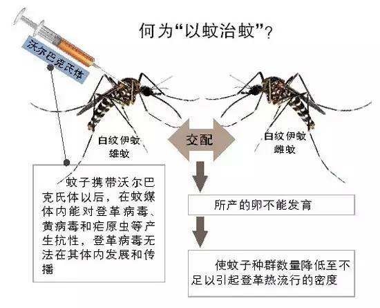 蚊子最新传播，威胁与防控策略