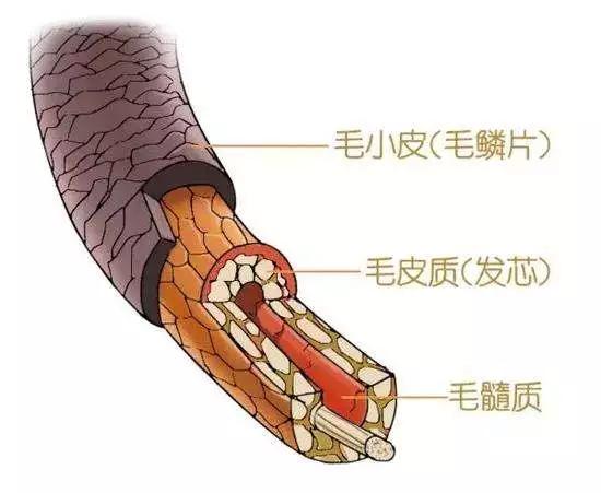 最新养骨理念与实践分享